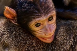 看猴子懂爱情？选择测试揭秘你的爱情观（通过选择不同猴子，测出你在爱情中的真实想法，你敢来试试吗？）