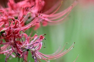 花尽一生等真爱（探讨爱情与时间的关系，剖析等待真爱的代价与回报）